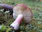 Barnulóhúsú galambgomba (Russula xerampelina), Őrség
